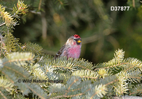 Common Redpoll (Acanthis flammea)